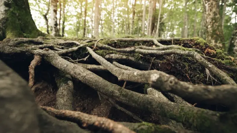 Gli alberi madre condividono carbonio sotto terra