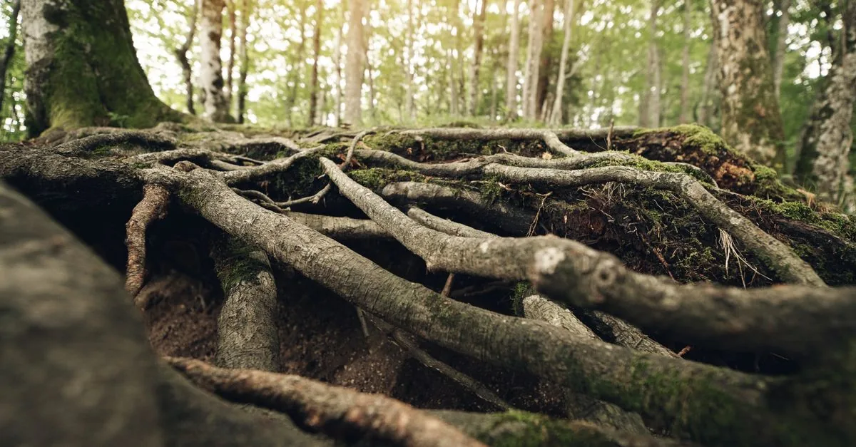 Gli alberi madre condividono carbonio sotto terra