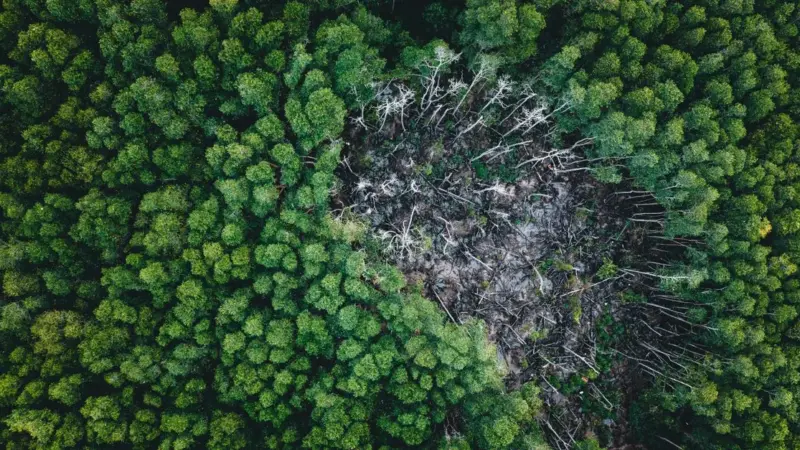 I soldati in Honduras non fermano la deforestazione