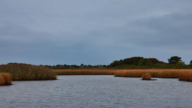 Il bulrush fantasma e quaranta specie escono dalla lista protetta