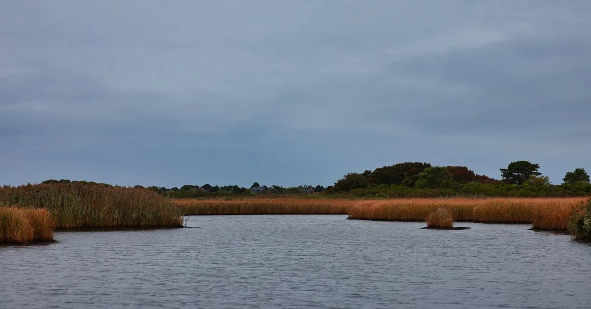 Il bulrush fantasma e quaranta specie escono dalla lista protetta