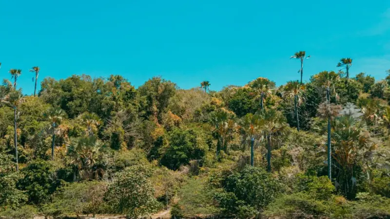 A Palau i ratti sono stati eliminati da un’isola