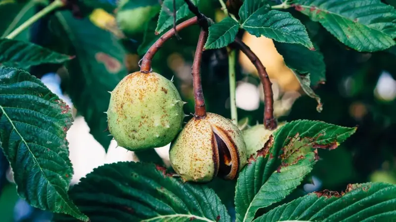 A Tropoja un insetto salva le castagne