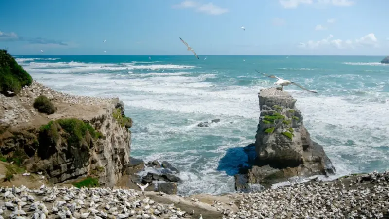 Bass Rock ha perso un terzo delle sue sule