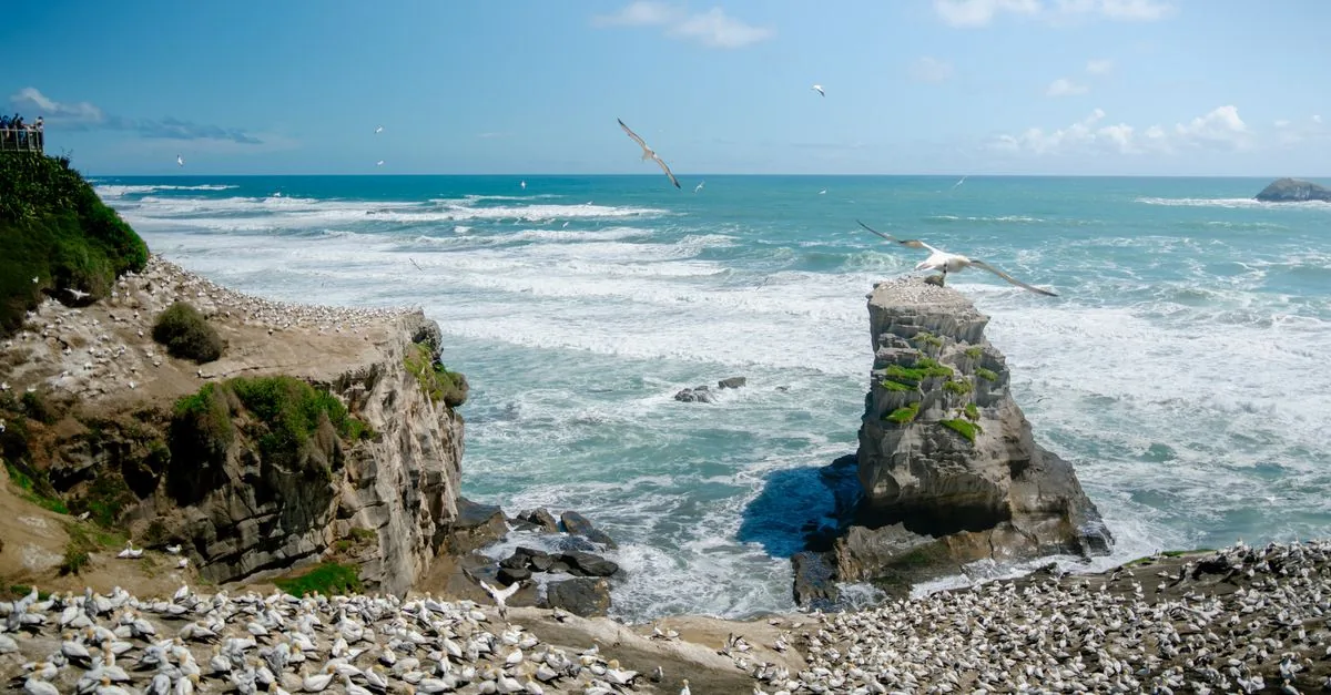 Bass Rock ha perso un terzo delle sue sule