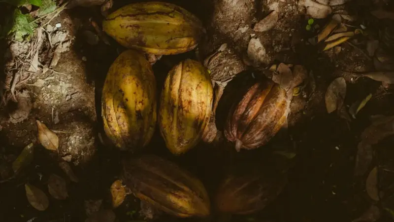 Bruxelles non riesce a vedere il cacao camerunense