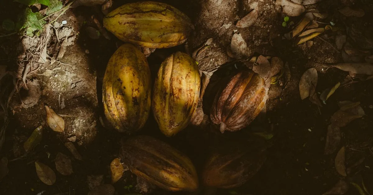 Bruxelles non riesce a vedere il cacao camerunense