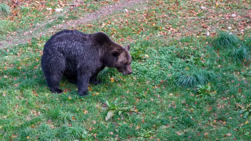 Gli orsi di Banff hanno impiegato cinque anni
