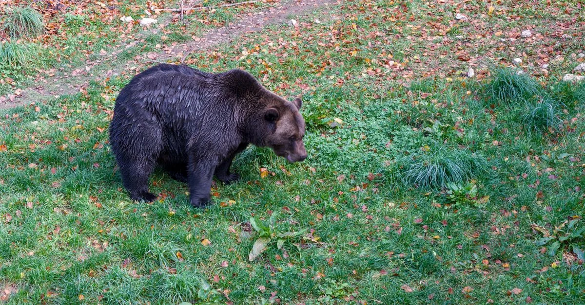 Gli orsi di Banff hanno impiegato cinque anni