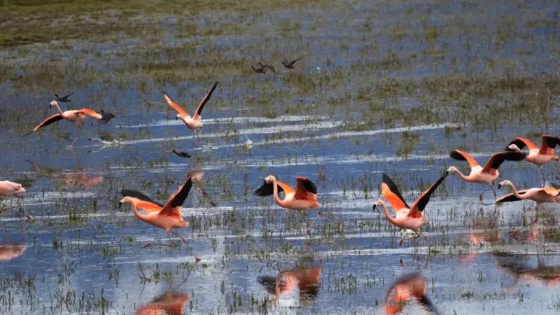 I fenicotteri di Mumbai valgono carbonio