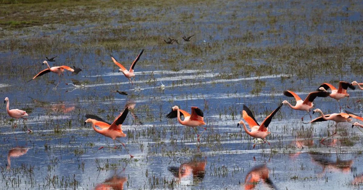 I fenicotteri di Mumbai valgono carbonio
