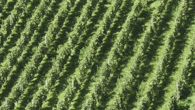 I feromoni sintetici proteggono i vigneti dell’Oregon