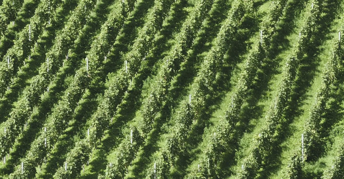 I feromoni sintetici proteggono i vigneti dell’Oregon