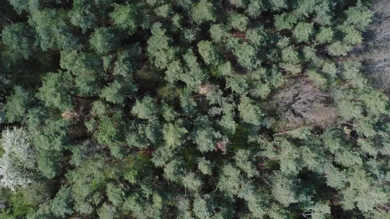 I satelliti non vedono tutto quello che muore nella foresta