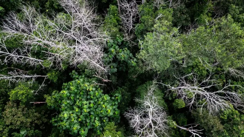I satellti non bastano a misurare la salute delle foreste