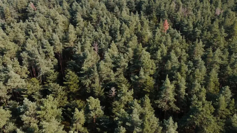 IA e immagini satellitari per le foreste: il workshop di Padova accende i radar, ma in Val di Fiemme è guerra senza fine