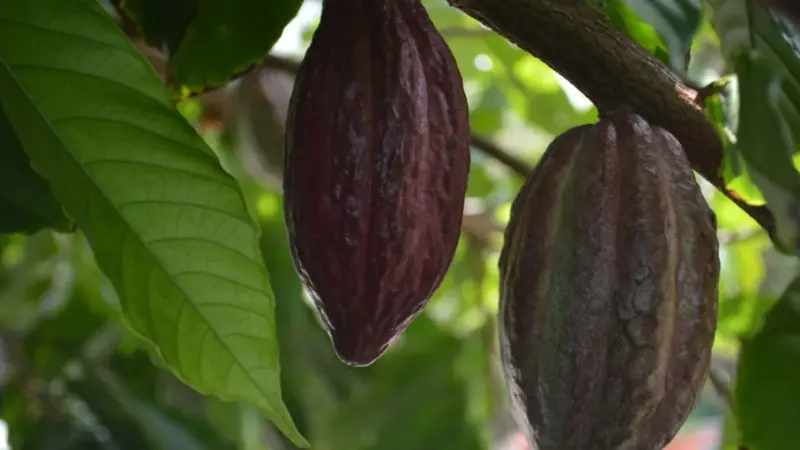 Il cacao non è mai costato così caro