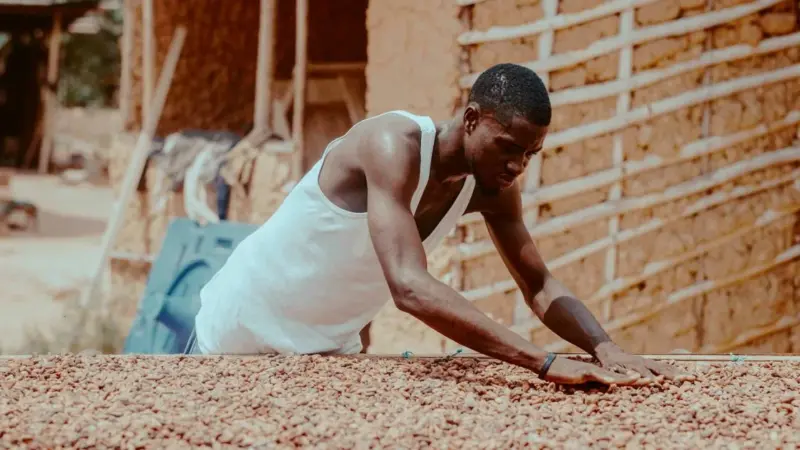 Il cacao vola a undicimila dollari a tonnellata