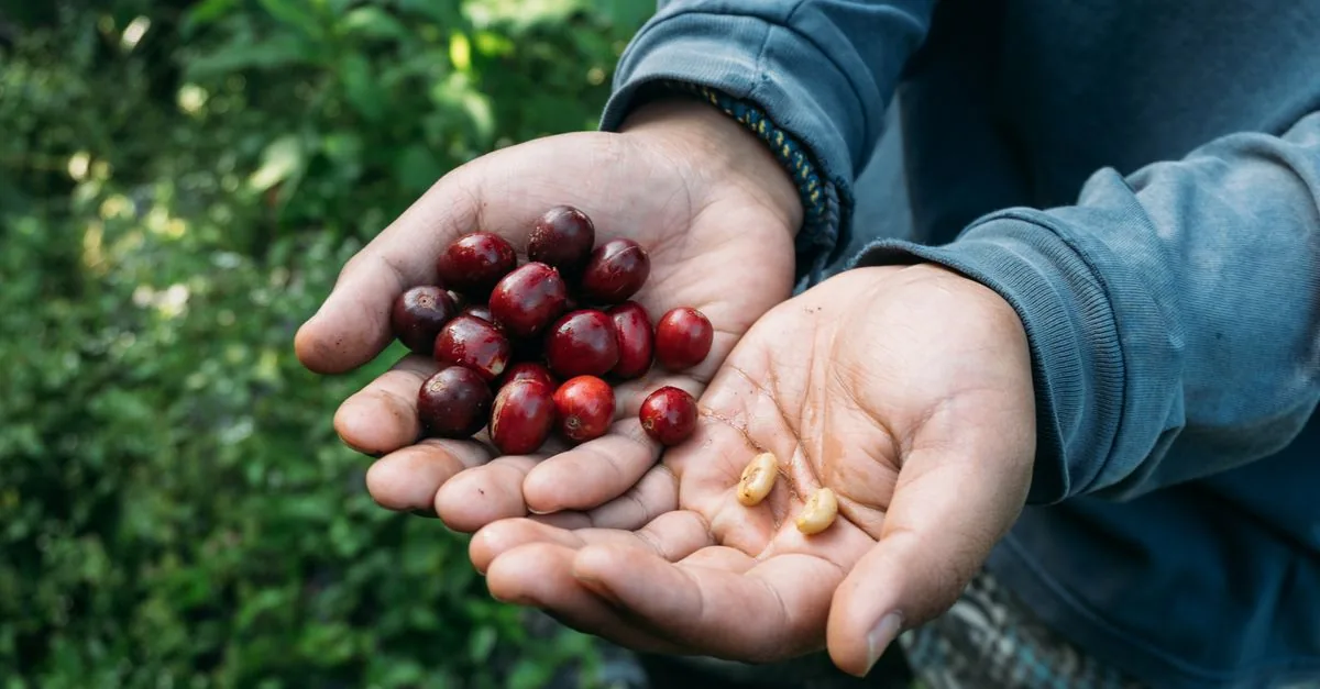 Il caffè costa di più ma i coltivatori non lo vedono