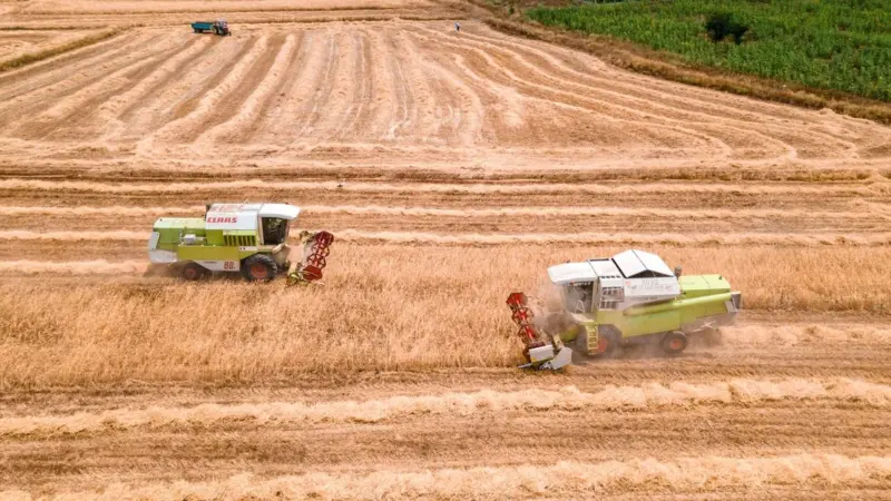 Il grano canadese ha perso la sua anima verde