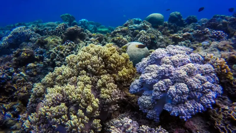 Il mare più caldo di sempre ha raggiunto il parco
