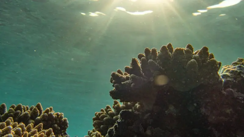 Il Mediterraneo perde 105 milioni all'anno per la Posidonia