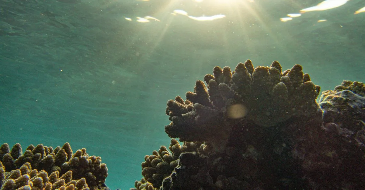 Il Mediterraneo perde 105 milioni all'anno per la Posidonia