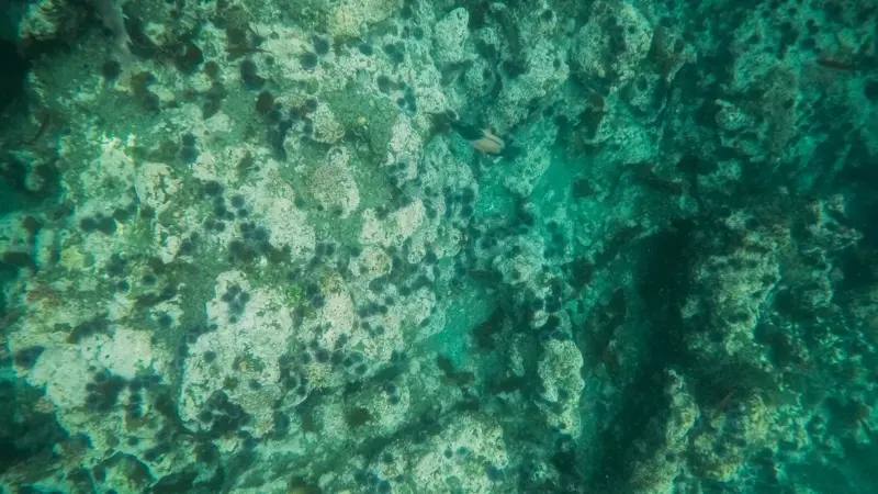 Il pesce lupo ha una biologia lentissima