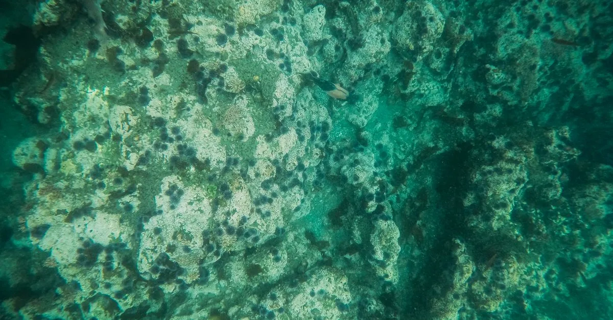 Il pesce lupo ha una biologia lentissima