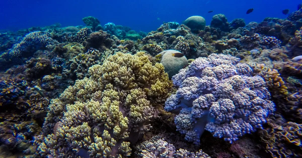 Il reef scomparirà e il conto sarà salato per i poveri