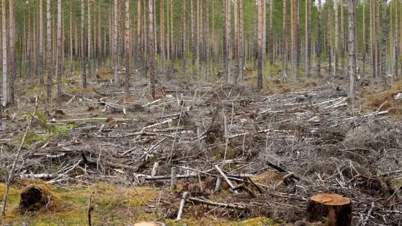 Il Regno Unito ha rimandato la lotta alla deforestazione
