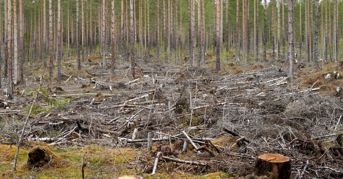 Il Regno Unito ha rimandato la lotta alla deforestazione
