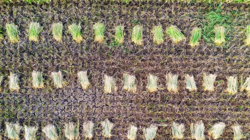 In India gli agricoltori vendono il metano delle risaie
