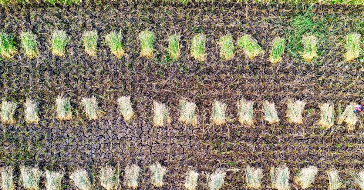 In India gli agricoltori vendono il metano delle risaie