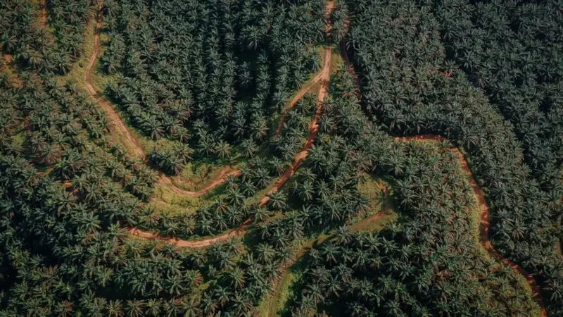 La foresta vale dieci volte meno della palma
