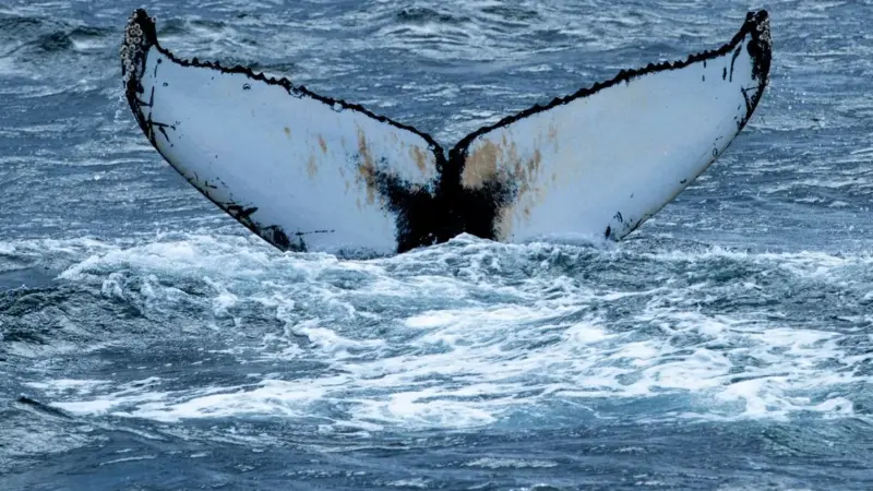 La metà delle balene grigie non c'è più