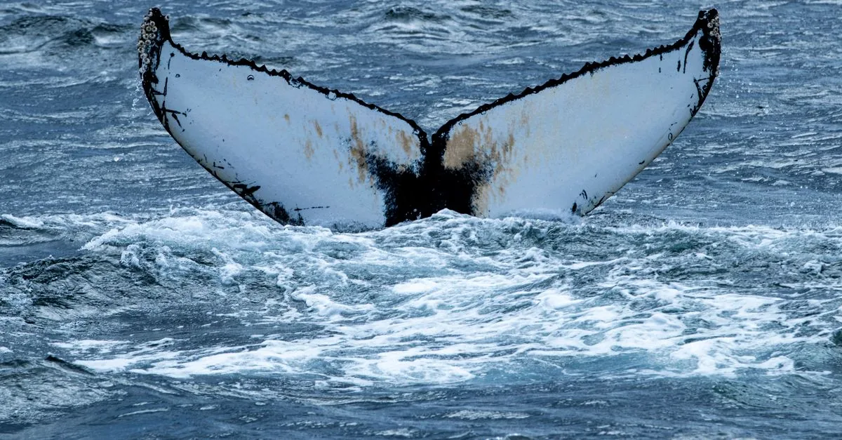 La metà delle balene grigie non c'è più