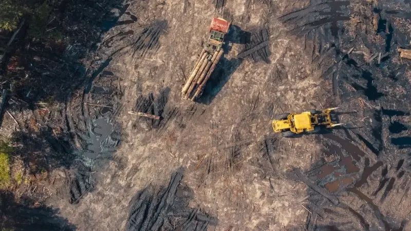 La strada illegale nello Xingu è già sparita