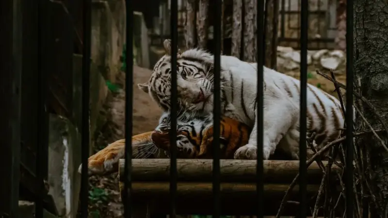 La tigre salvata costa 2 lakh al mese
