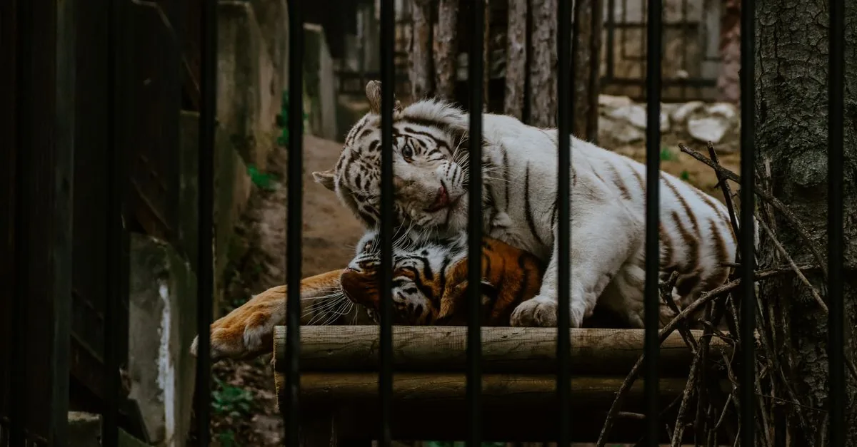 La tigre salvata costa 2 lakh al mese