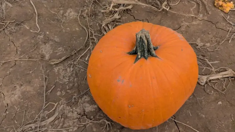 La zucca del tanpura non regge il caldo