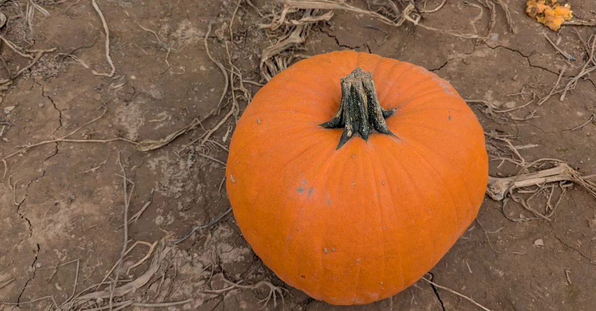 La zucca del tanpura non regge il caldo