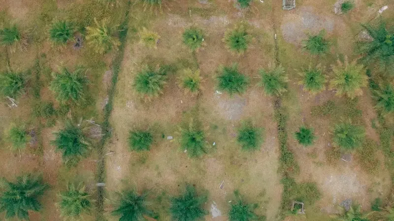 L’algoritmo non distingue una foresta da una piantagione