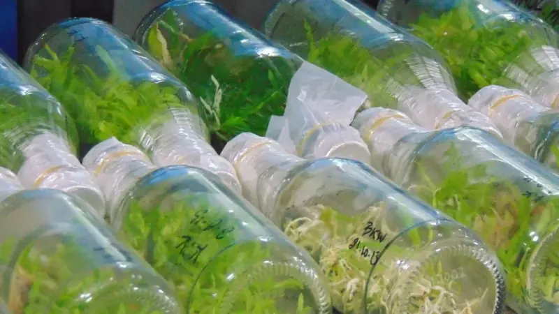 L’alternativa all’olio di palma è ancora troppo cara