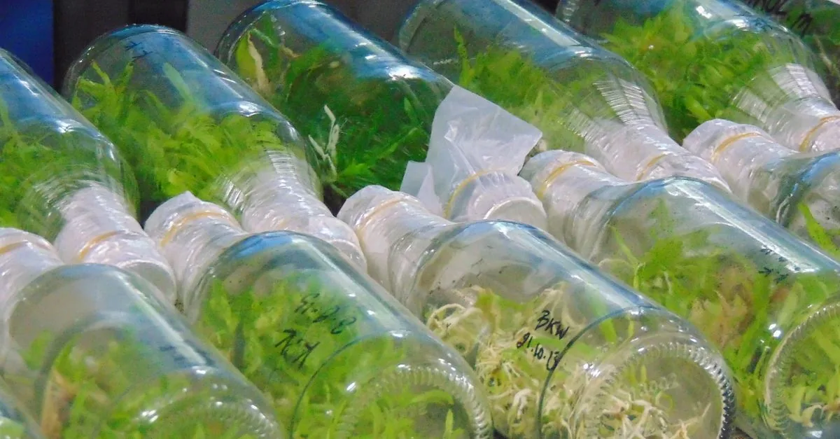L’alternativa all’olio di palma è ancora troppo cara