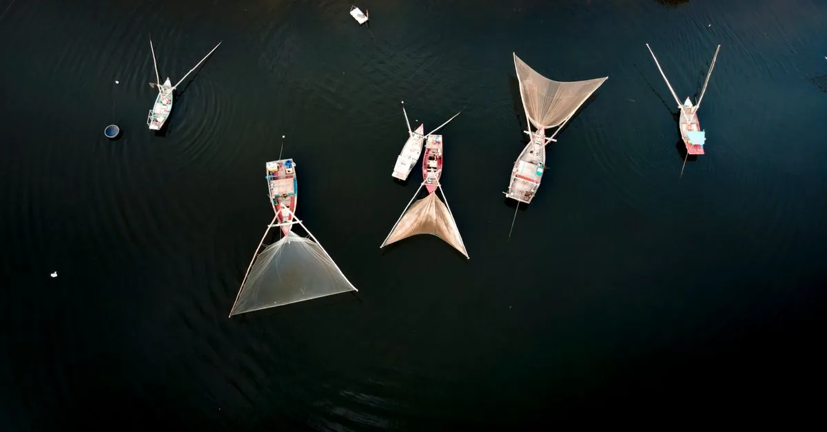 Le berte minori sono morte annegate nelle reti da pesca