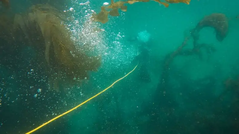 Le foreste di kelp della California sono scomparse