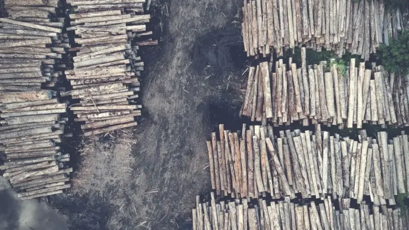 Le foreste tagliate assorbono più carbonio di quelle protette