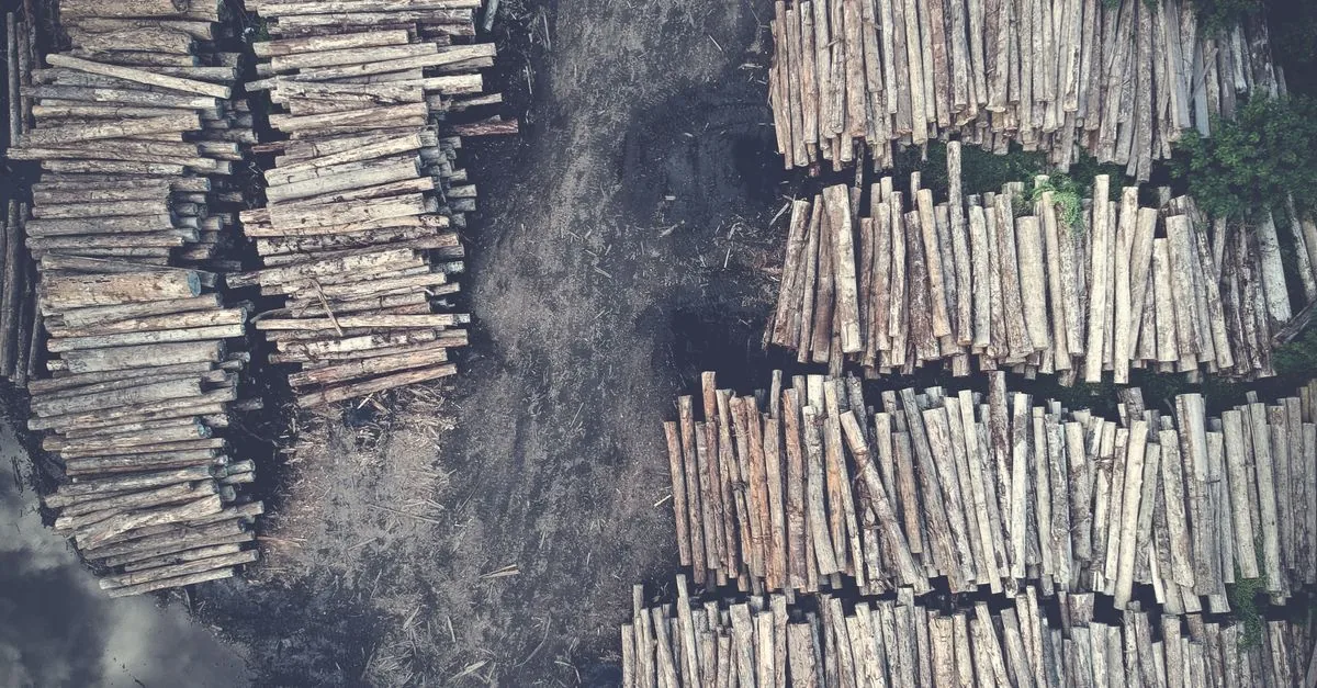 Le foreste tagliate assorbono più carbonio di quelle protette