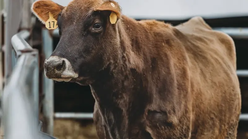 Le promesse di sostenibilità della carne non contano più